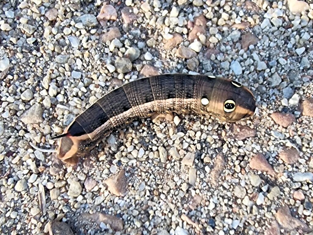 Hippotion celerio (caterpillar), Alice Springs NT