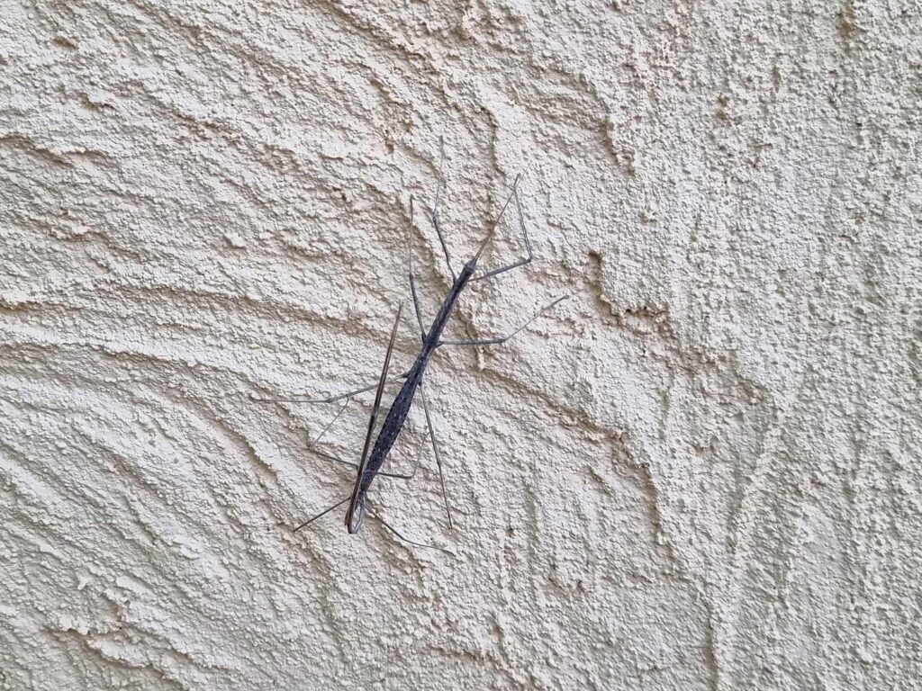 Tepper's Plain Stick Insect (Hyrtacus caurus), Alice Springs Desert Park NT