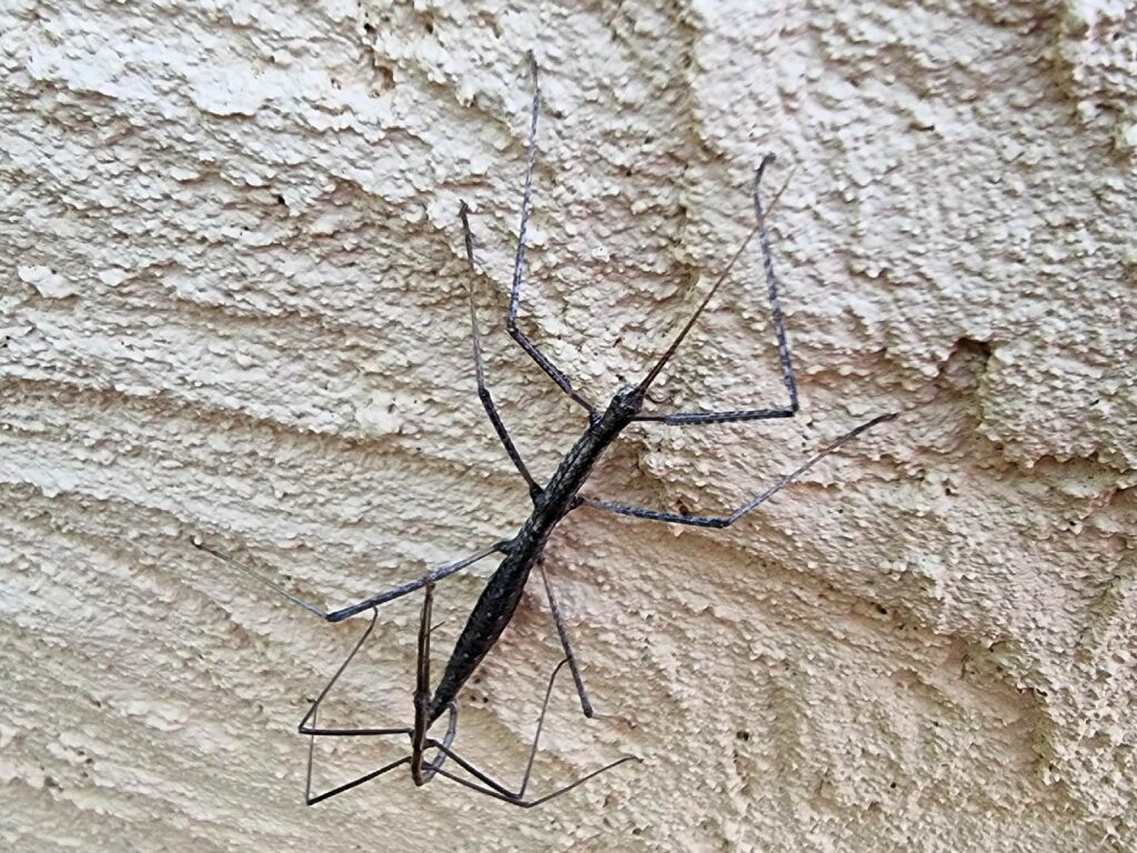 Tepper's Plain Stick Insect (Hyrtacus caurus), Alice Springs Desert Park NT
