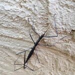 Tepper's Plain Stick Insect (Hyrtacus caurus), Alice Springs Desert Park NT