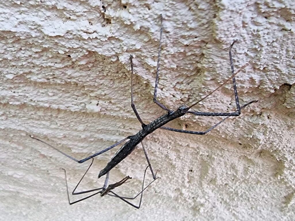 Tepper's Plain Stick Insect (Hyrtacus caurus), Alice Springs Desert Park NT