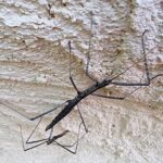Tepper's Plain Stick Insect (Hyrtacus caurus), Alice Springs Desert Park NT
