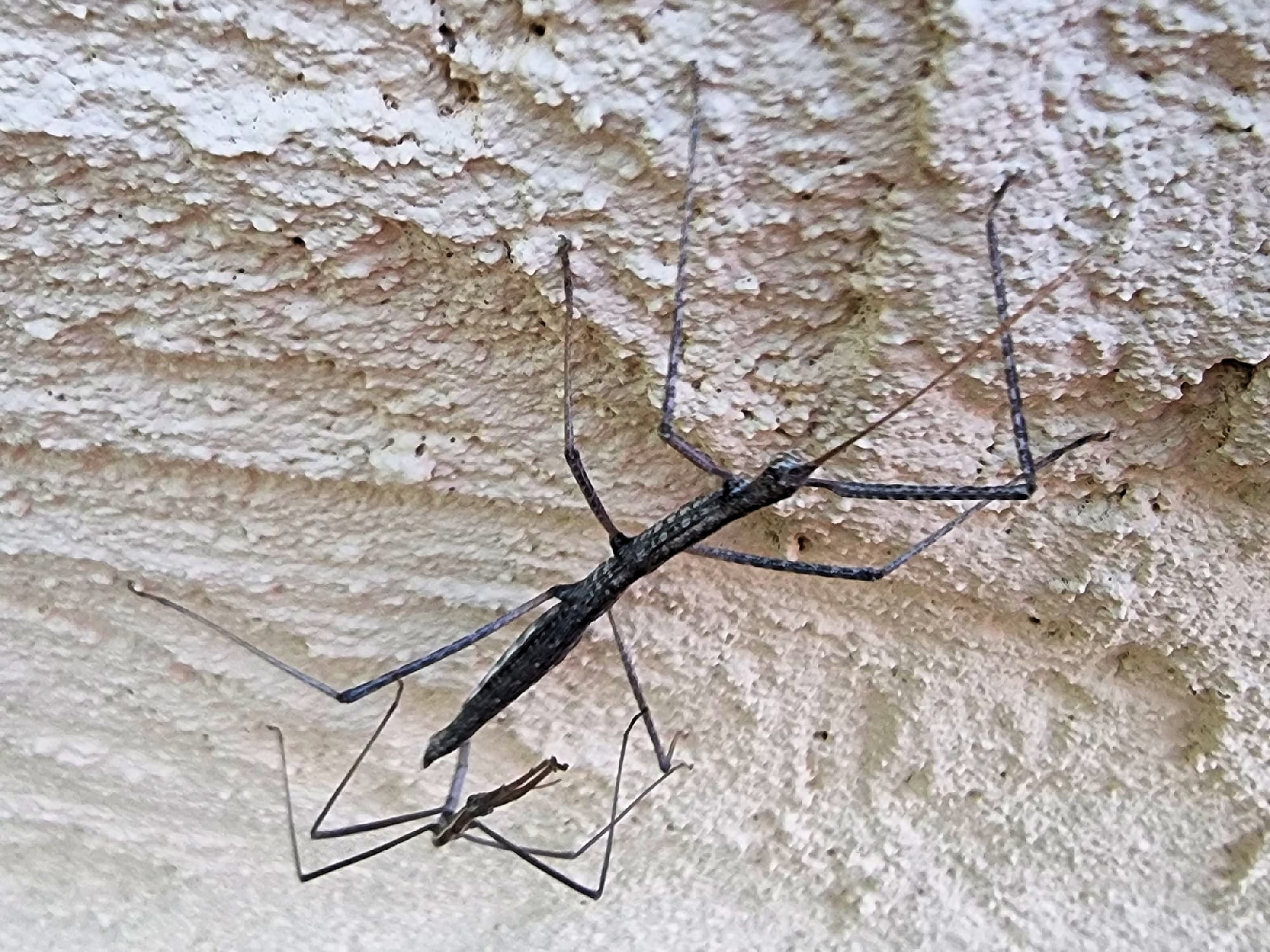 Tepper's Plain Stick Insect (Hyrtacus caurus), Alice Springs Desert Park NT