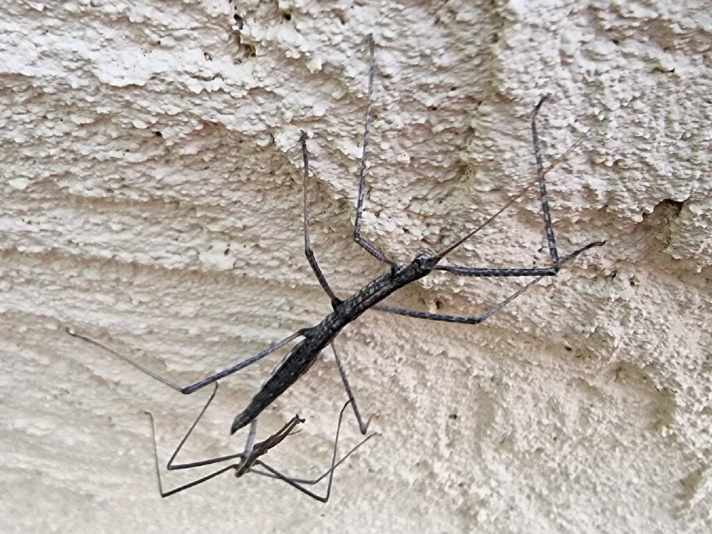 Tepper's Plain Stick Insect (Hyrtacus caurus), Alice Springs Desert Park NT