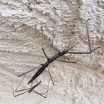 Tepper's Plain Stick Insect (Hyrtacus caurus), Alice Springs Desert Park NT