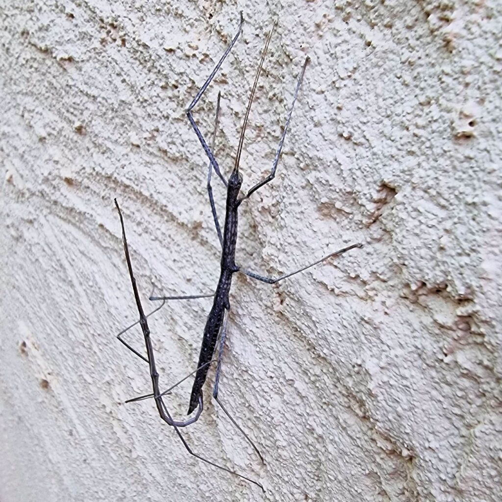 Tepper's Plain Stick Insect (Hyrtacus caurus), Alice Springs Desert Park NT