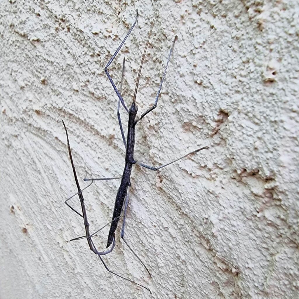Tepper's Plain Stick Insect (Hyrtacus caurus), Alice Springs Desert Park NT
