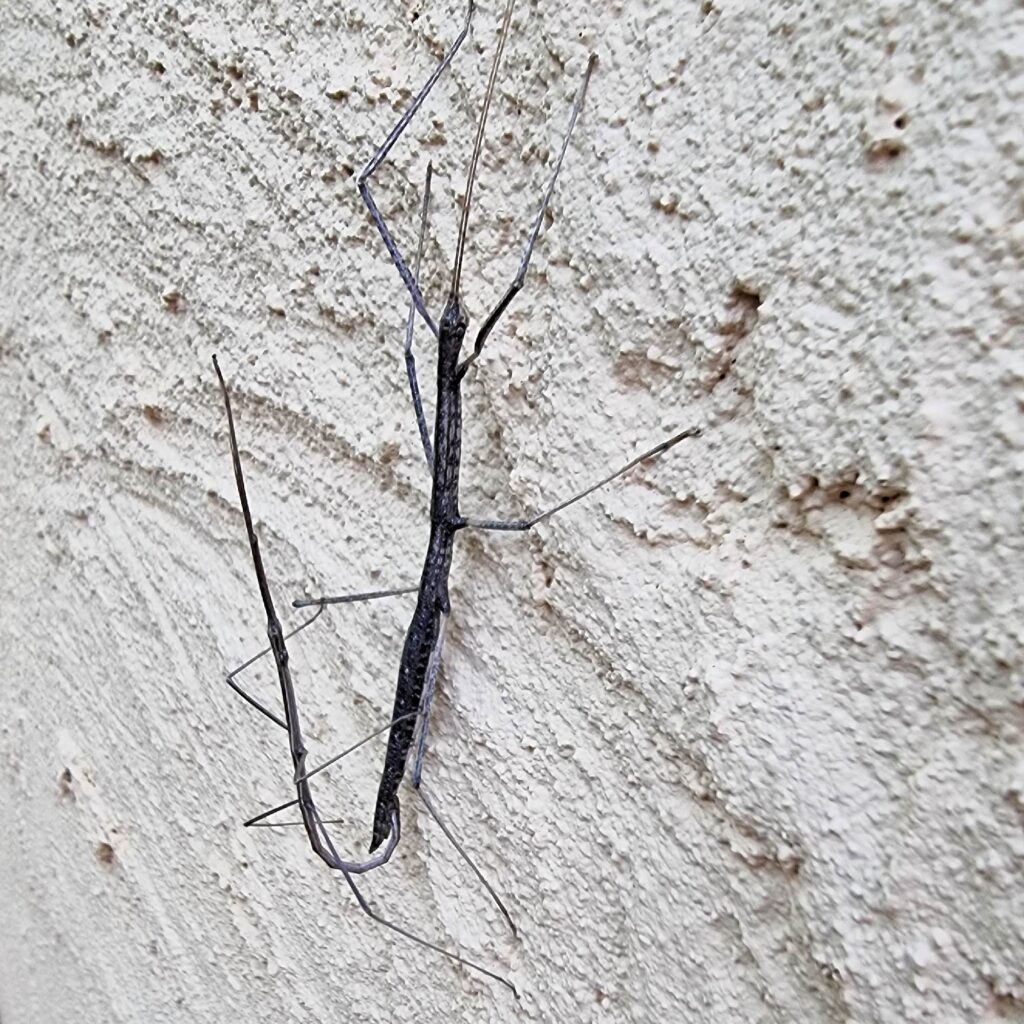 Tepper's Plain Stick Insect (Hyrtacus caurus), Alice Springs Desert Park NT