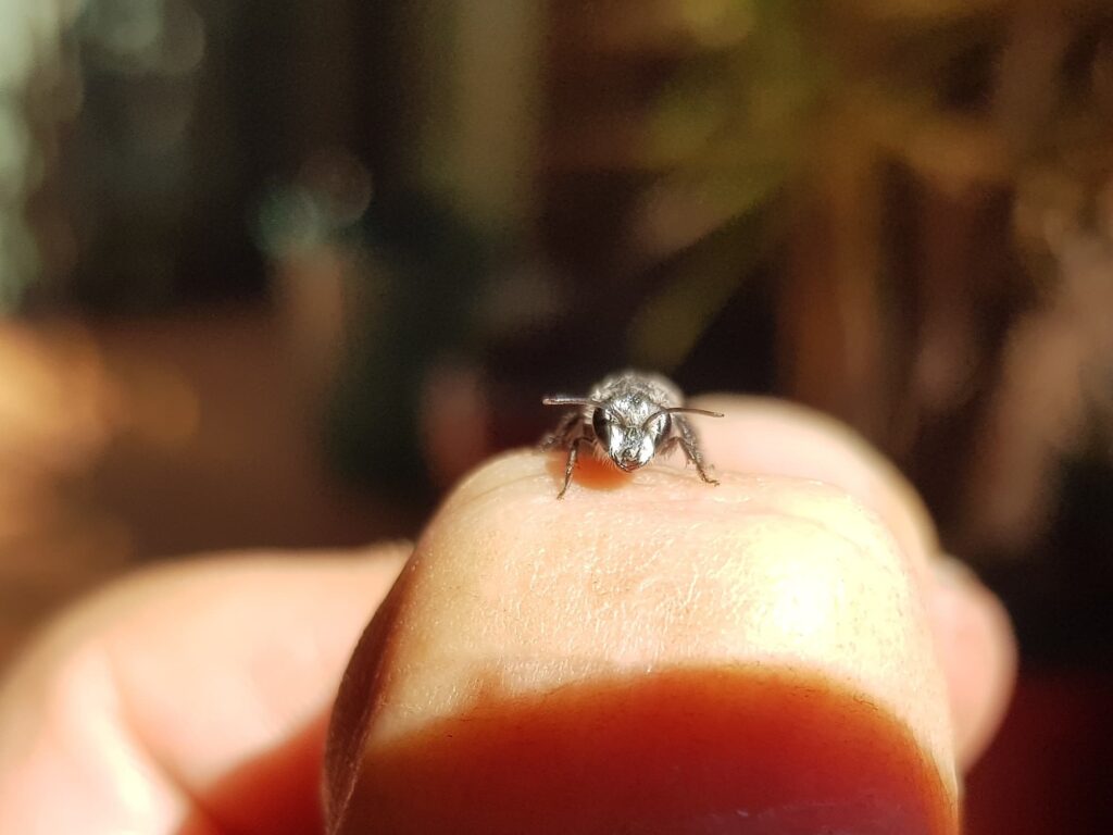 Leioproctus sp (rescued from swimming pool), Alice Springs NT