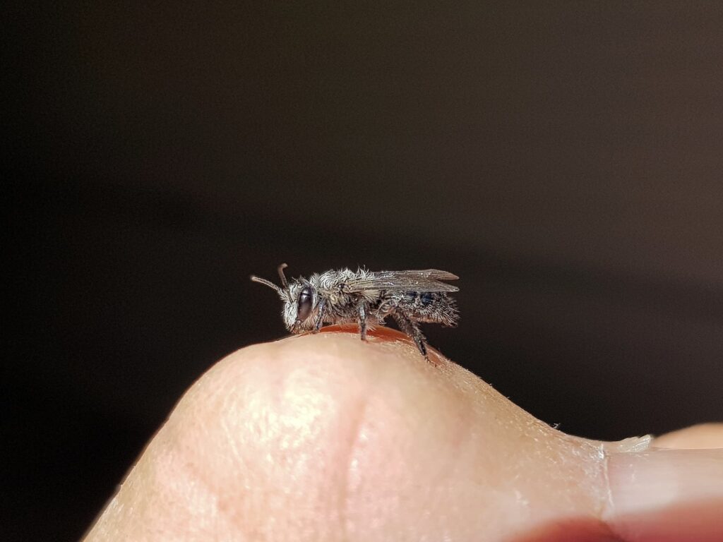 Leioproctus sp (rescued from swimming pool), Alice Springs NT