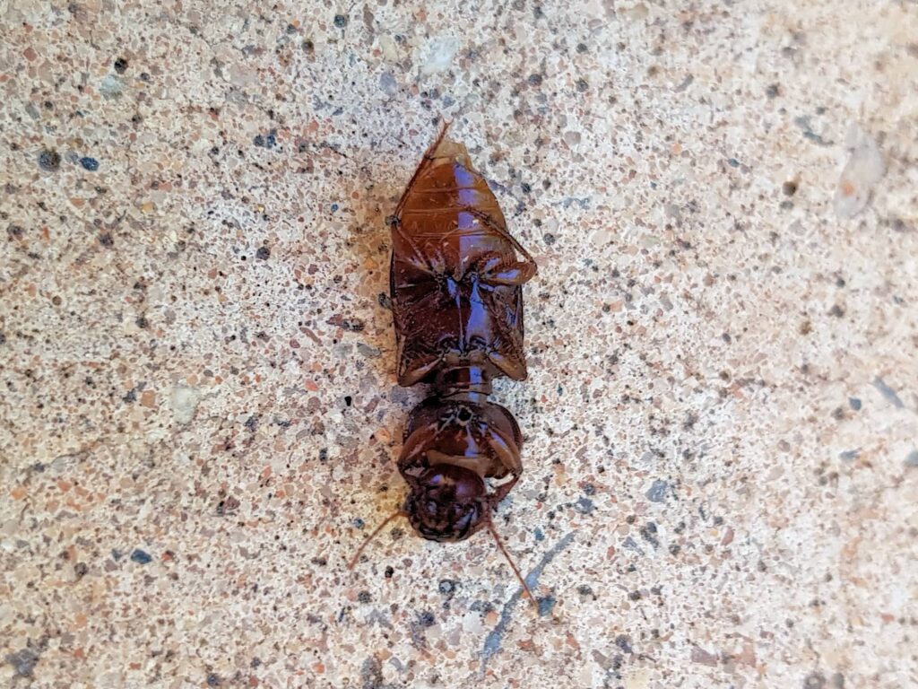 Phorticosomus sp (retrieved drowned from swimming pool), Alice Springs NT