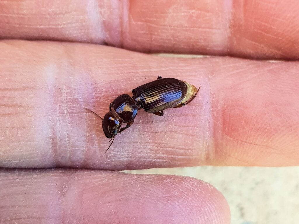 Phorticosomus sp (retrieved drowned from swimming pool), Alice Springs NT