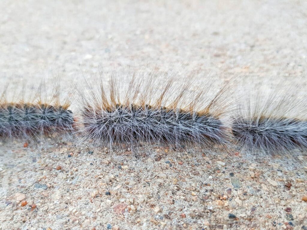 Processionary Caterpillars, Alice Springs NT