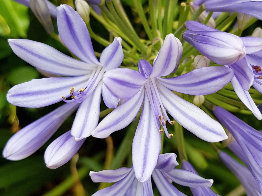Agapanthus, Alice Springs NT