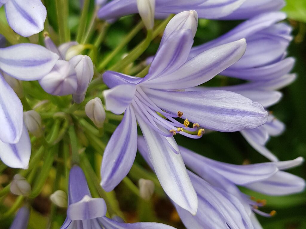 Agapanthus, Alice Springs NT