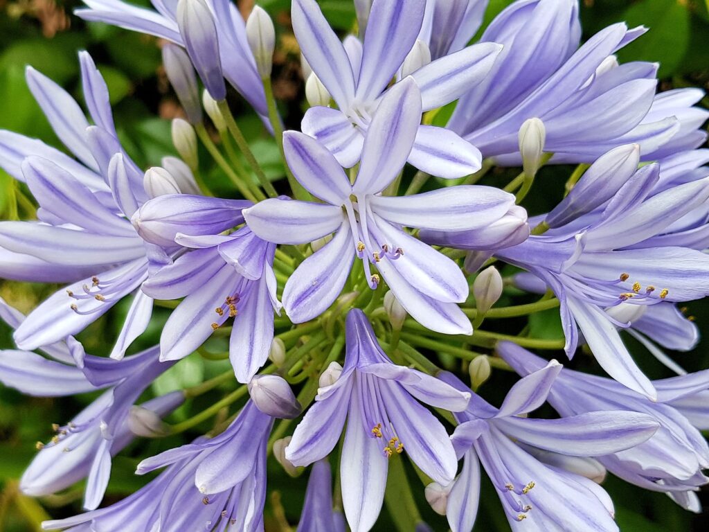 Agapanthus, Alice Springs NT