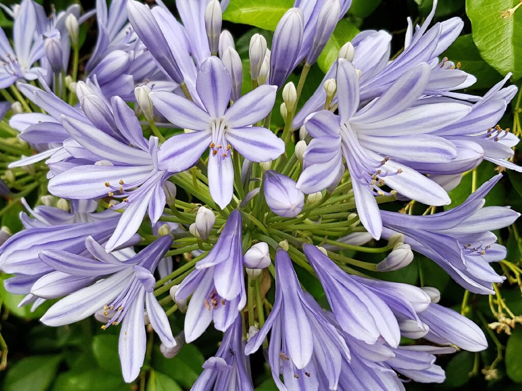 Agapanthus, Alice Springs NT