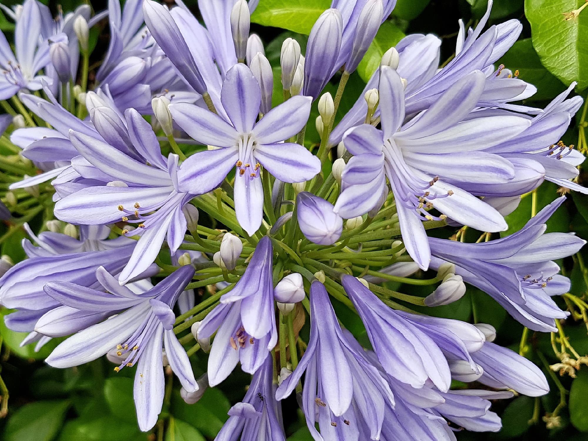 Agapanthus, Alice Springs NT