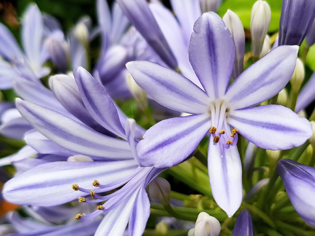 Agapanthus, Alice Springs NT
