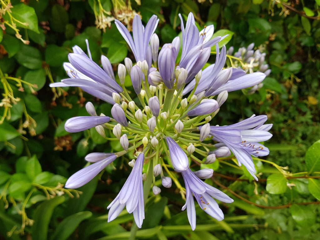 Agapanthus, Alice Springs NT