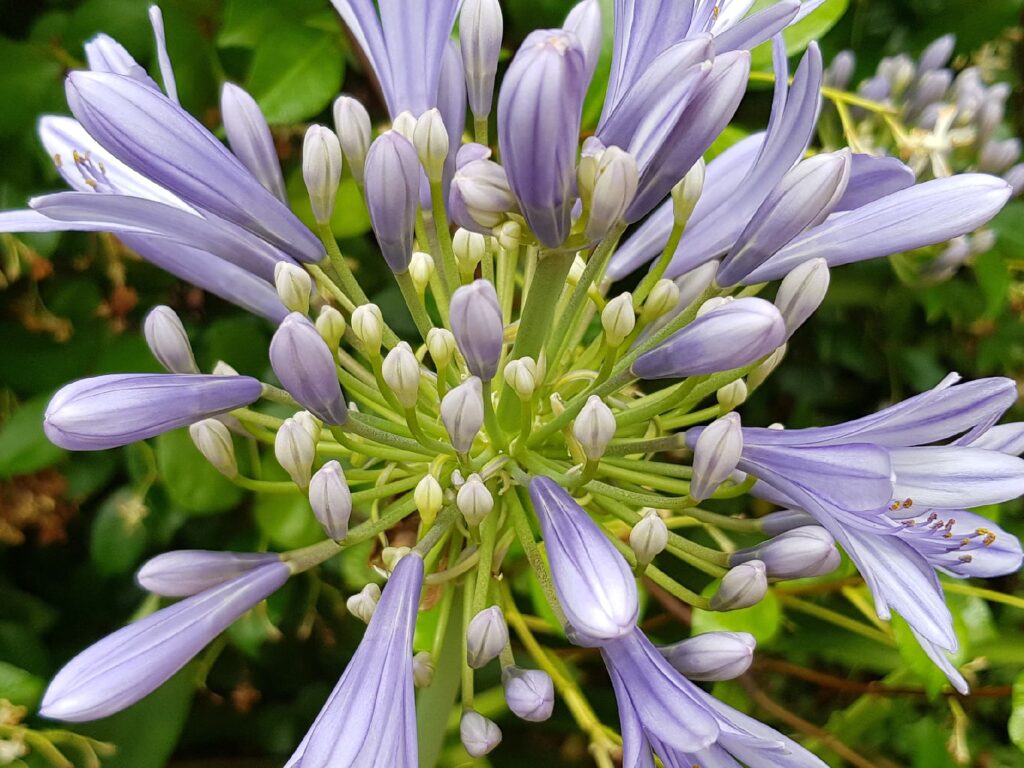 Agapanthus, Alice Springs NT