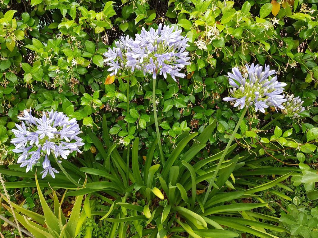 Agapanthus, Alice Springs NT