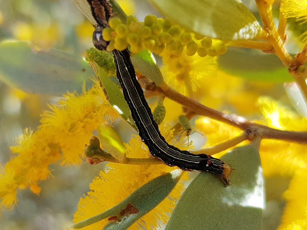 Calpinae (caterpillar - Fruit-piercing Moths) on Acacia kempeana (Witchetty Bush), Alice Springs Desert Park NT