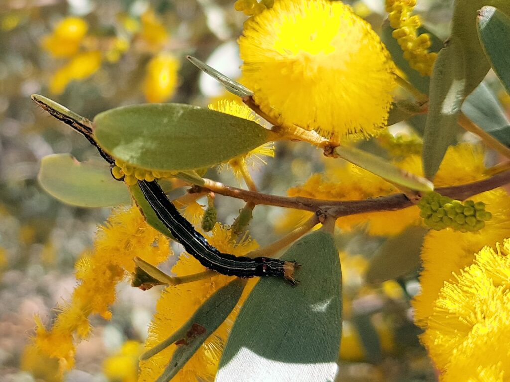 Calpinae (caterpillar - Fruit-piercing Moths) on Acacia kempeana (Witchetty Bush), Alice Springs Desert Park NT