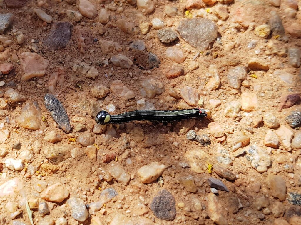 Calpinae (caterpillar - Fruit-piercing Moths) on Acacia kempeana (Witchetty Bush), Alice Springs Desert Park NT