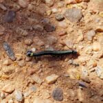 Calpinae (caterpillar - Fruit-piercing Moths) on Acacia kempeana (Witchetty Bush), Alice Springs Desert Park NT