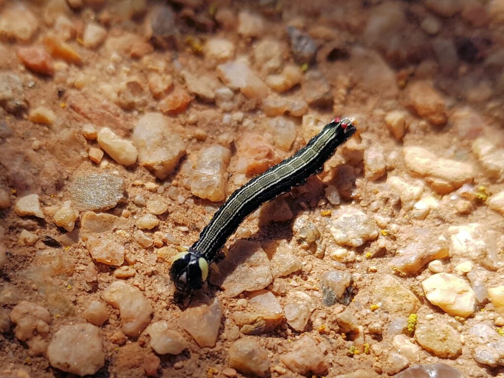 Calpinae (caterpillar - Fruit-piercing Moths) on Acacia kempeana (Witchetty Bush), Alice Springs Desert Park NT