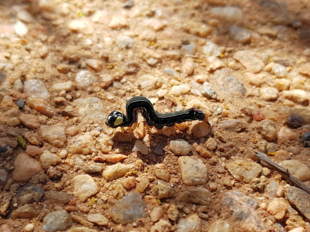 Calpinae (caterpillar - Fruit-piercing Moths) on Acacia kempeana (Witchetty Bush), Alice Springs Desert Park NT