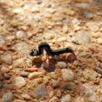 Calpinae (caterpillar - Fruit-piercing Moths) on Acacia kempeana (Witchetty Bush), Alice Springs Desert Park NT