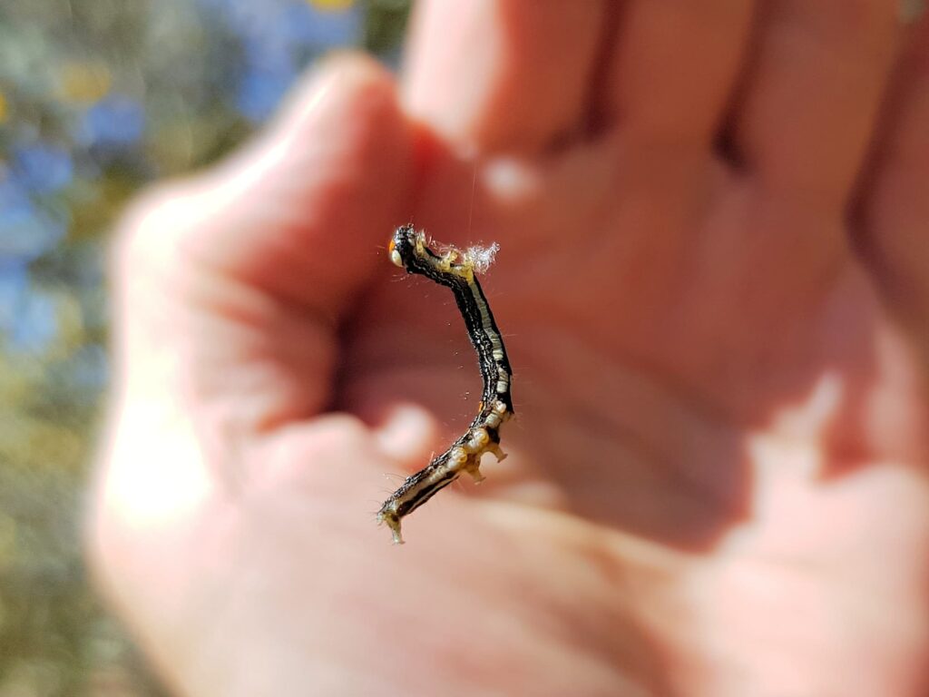 Calpinae (caterpillar - Fruit-piercing Moths) on Acacia kempeana (Witchetty Bush), Alice Springs Desert Park NT