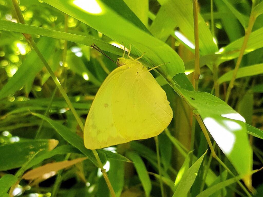 Catopsilia pomona butterfly, Alice Springs NT