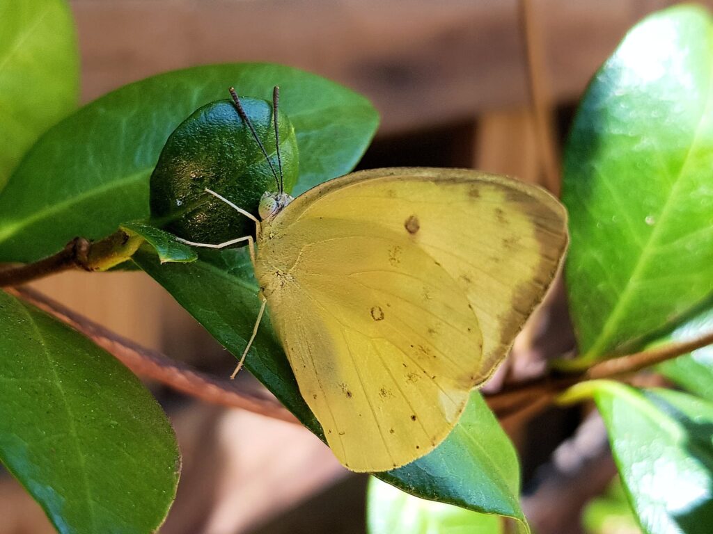Catopsilia pomona butterfly, Alice Springs NT
