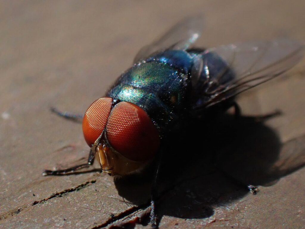 Chrysomya megacephala (Oriental Latrine Fly), Carina Heights QLD © Nikolas Haass
