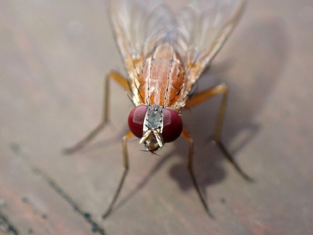 Dichaetomyia sp, Carina Heights QLD © Nikolas Haass