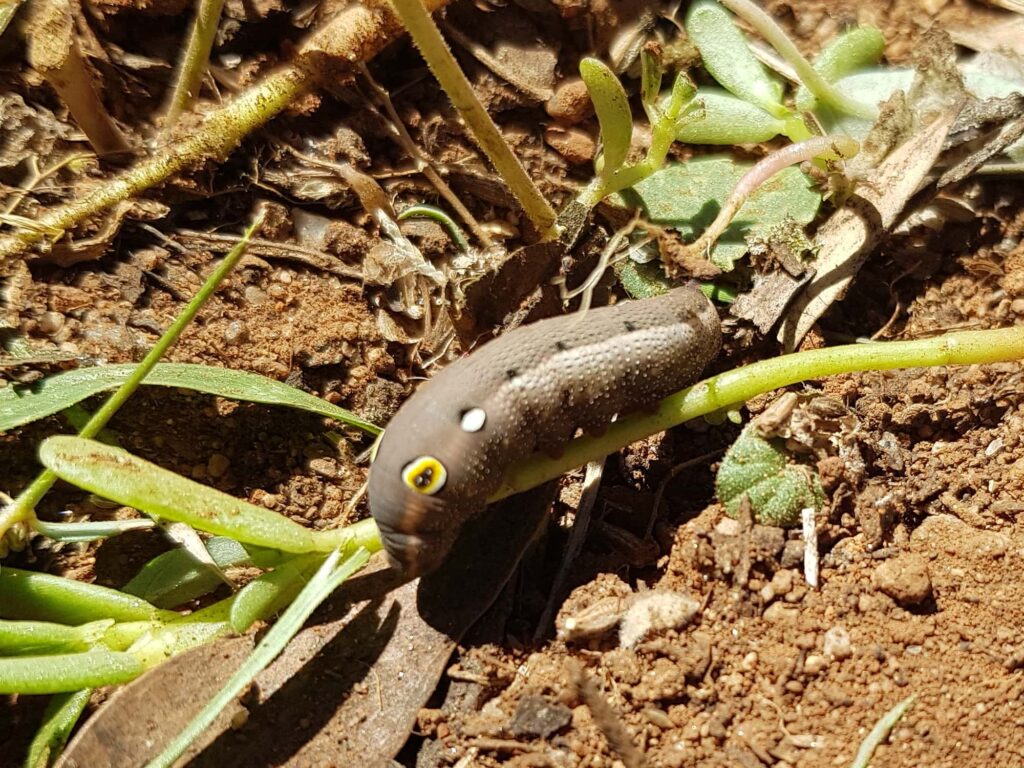Hippotion celerio (caterpillar instar), Alice Springs NT