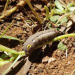 Hippotion celerio (caterpillar instar), Alice Springs NT