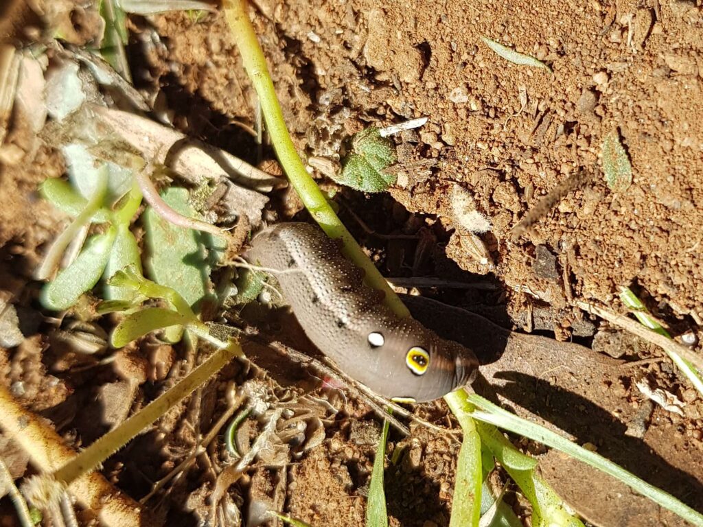 Hippotion celerio (caterpillar instar), Alice Springs NT