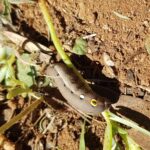 Hippotion celerio (caterpillar instar), Alice Springs NT