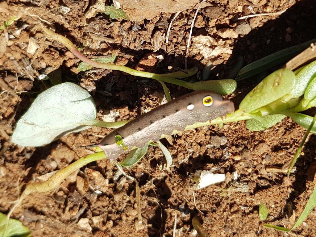 Hippotion celerio (caterpillar instar), Alice Springs NT