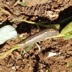 Hippotion celerio (caterpillar instar), Alice Springs NT