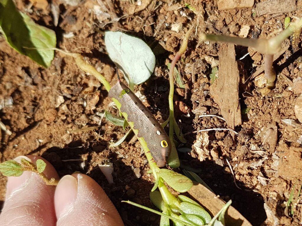 Hippotion celerio (caterpillar instar), Alice Springs NT