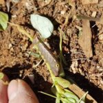 Hippotion celerio (caterpillar instar), Alice Springs NT