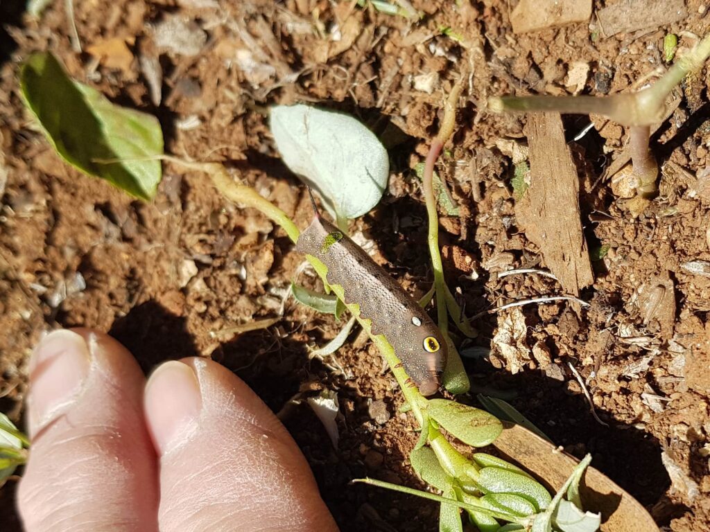 Hippotion celerio (caterpillar instar), Alice Springs NT
