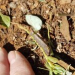Hippotion celerio (caterpillar instar), Alice Springs NT