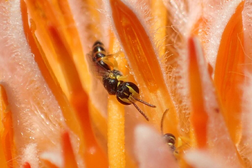 Male Hylaeus (Prosopisteron) vittatifrons, Midwest WA © Gary Taylor