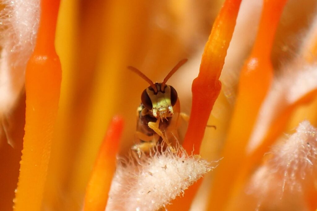 Male Hylaeus (Prosopisteron) vittatifrons, Midwest WA © Gary Taylor